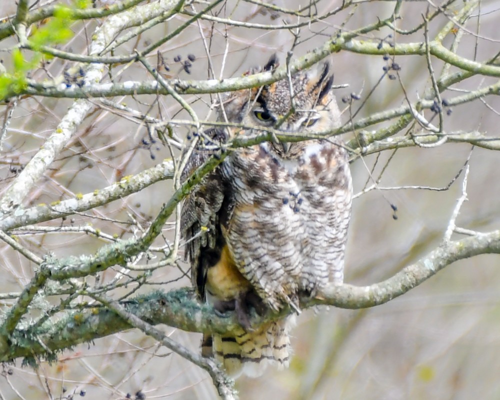 Great Horned Owl - josh Ketry