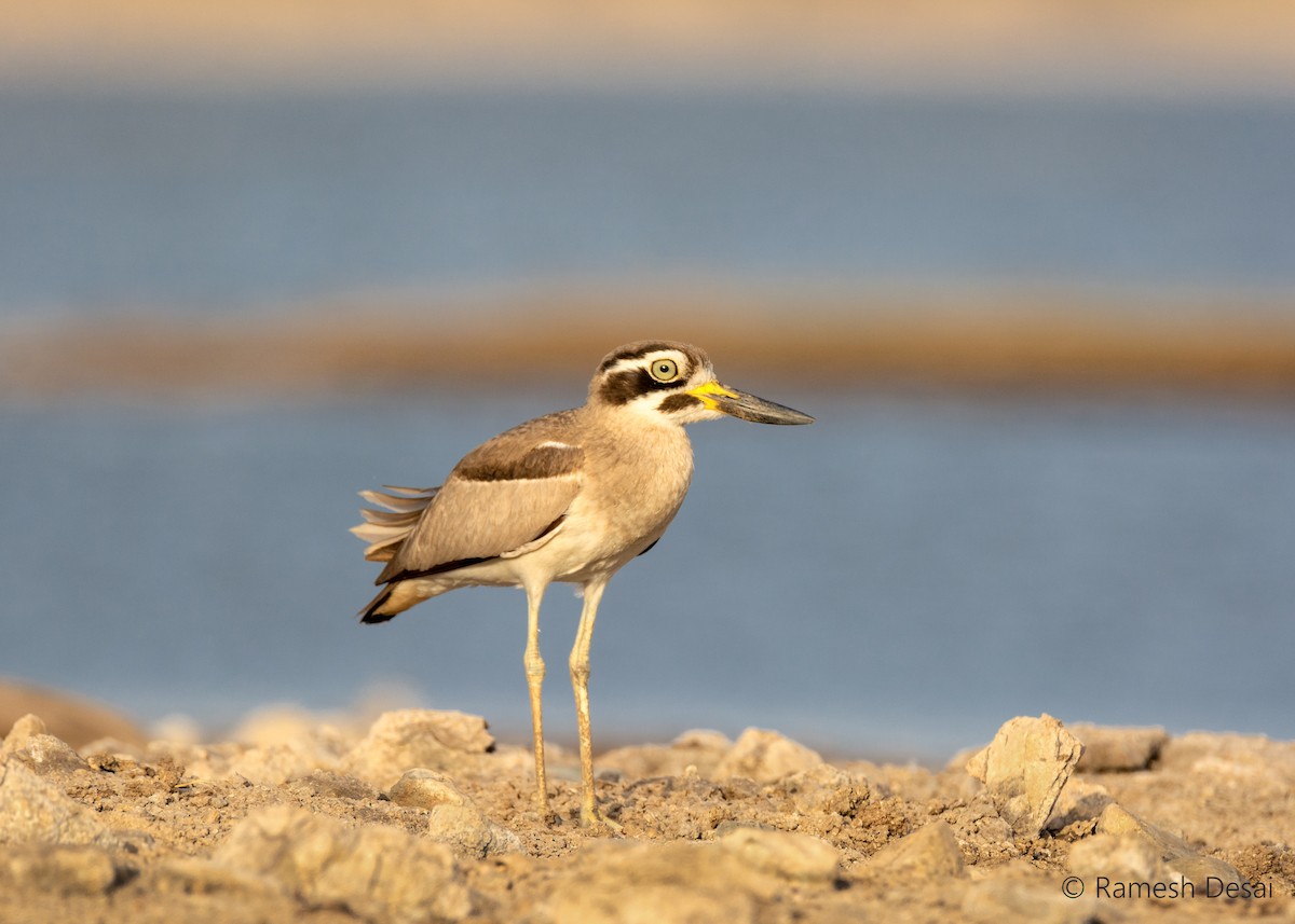 Great Thick-knee - ML143974601
