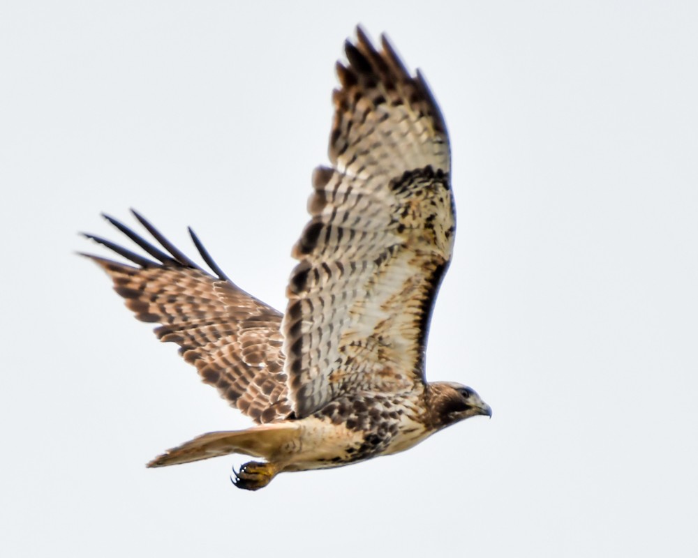 Red-tailed Hawk - josh Ketry