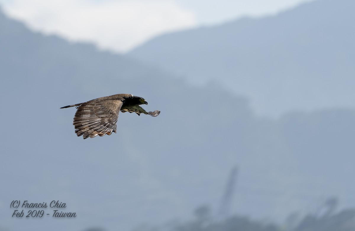 Crested Serpent-Eagle - ML143977291