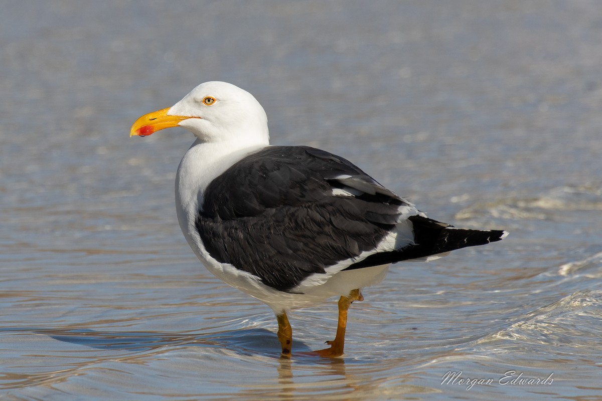 Yellow-footed Gull - ML143981031