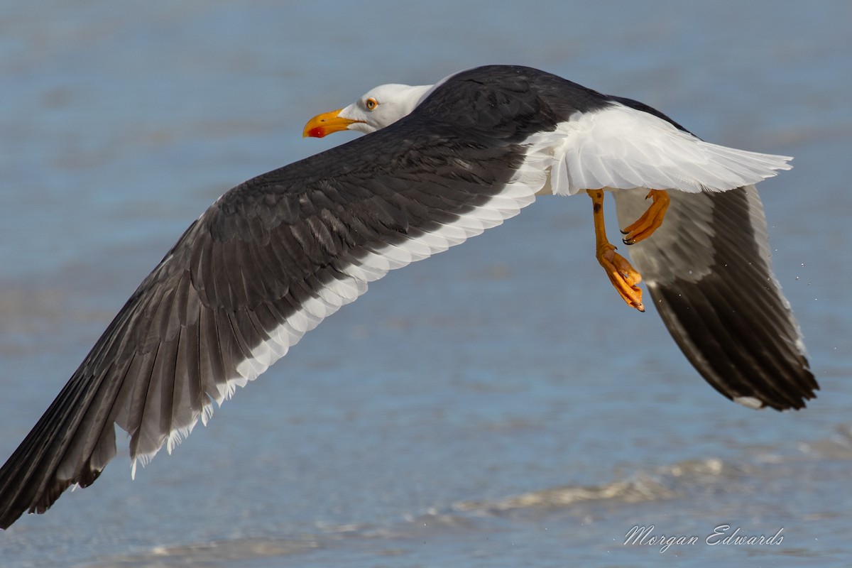 Yellow-footed Gull - ML143981041