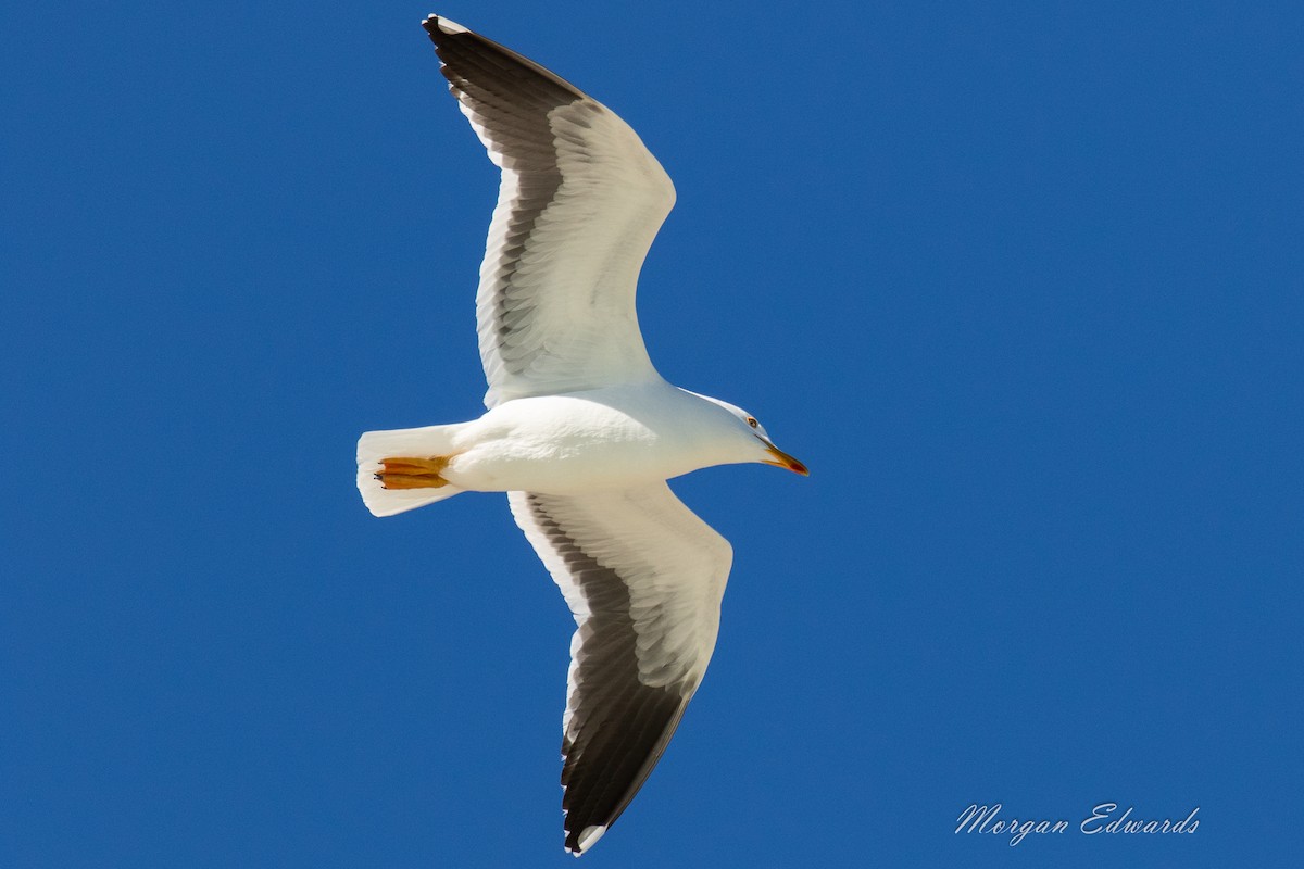 Yellow-footed Gull - ML143981051