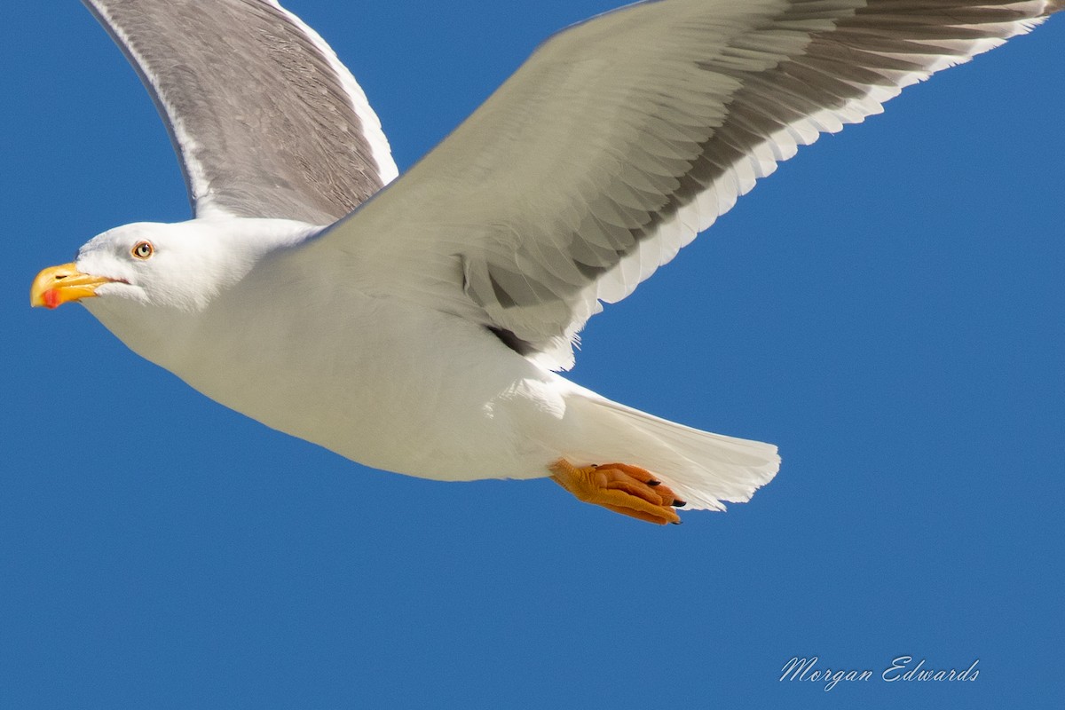 Yellow-footed Gull - ML143981061
