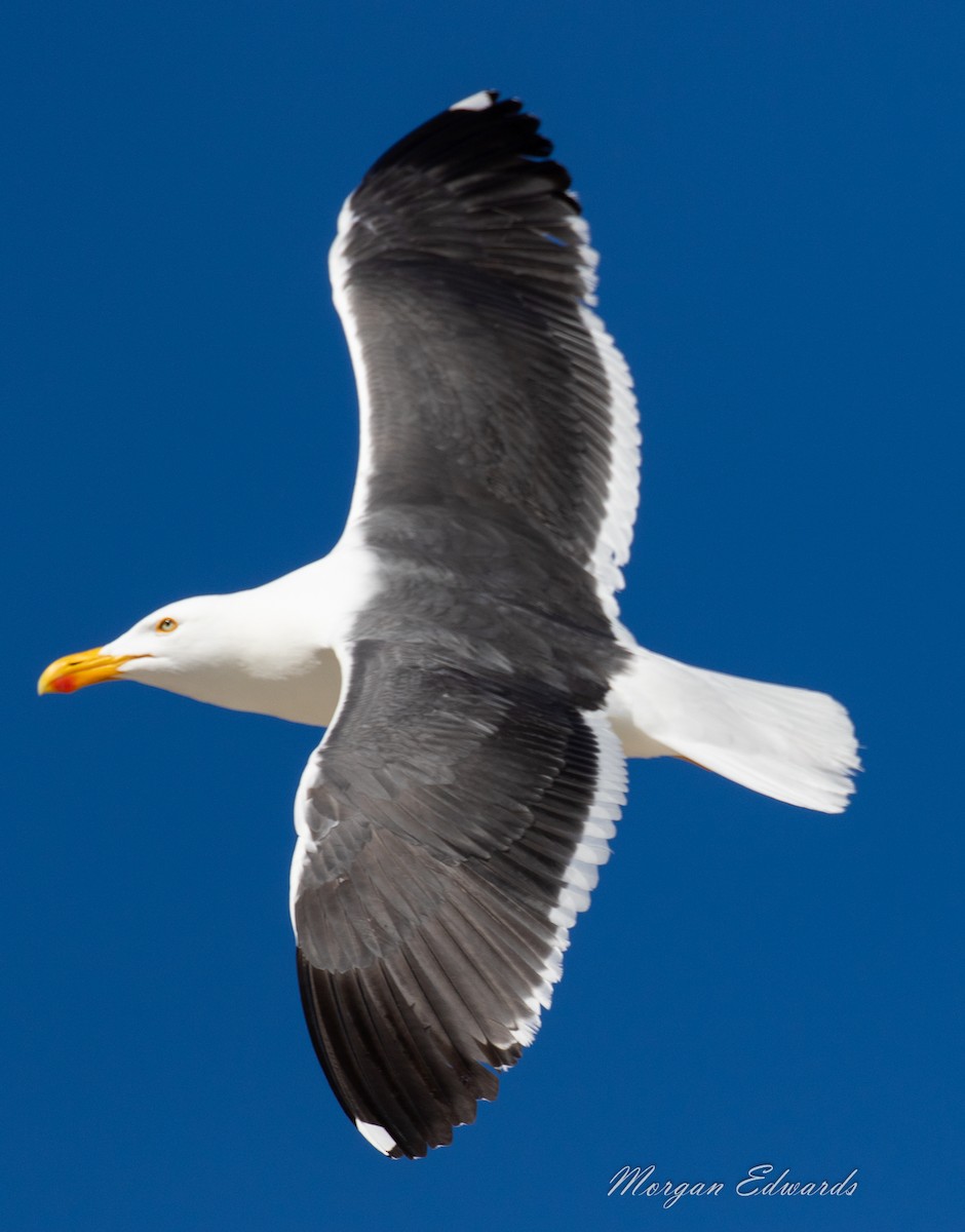 Yellow-footed Gull - ML143981071