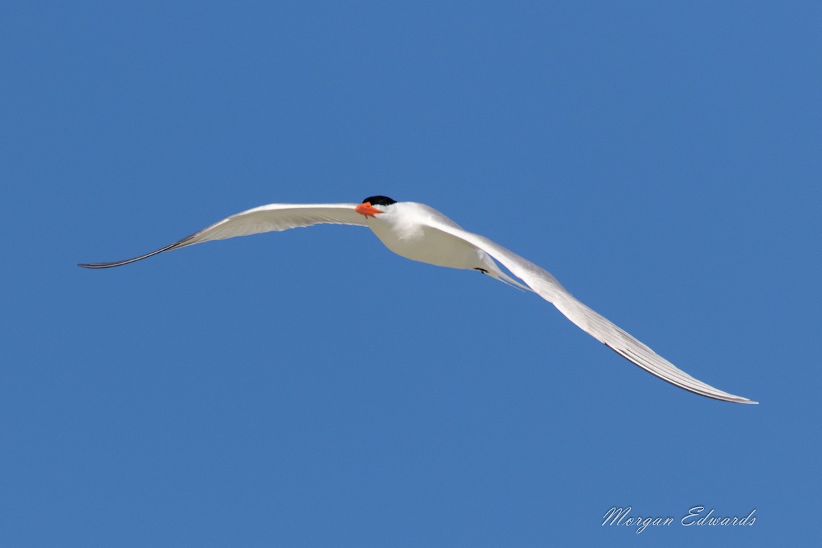 Royal Tern - Morgan Edwards