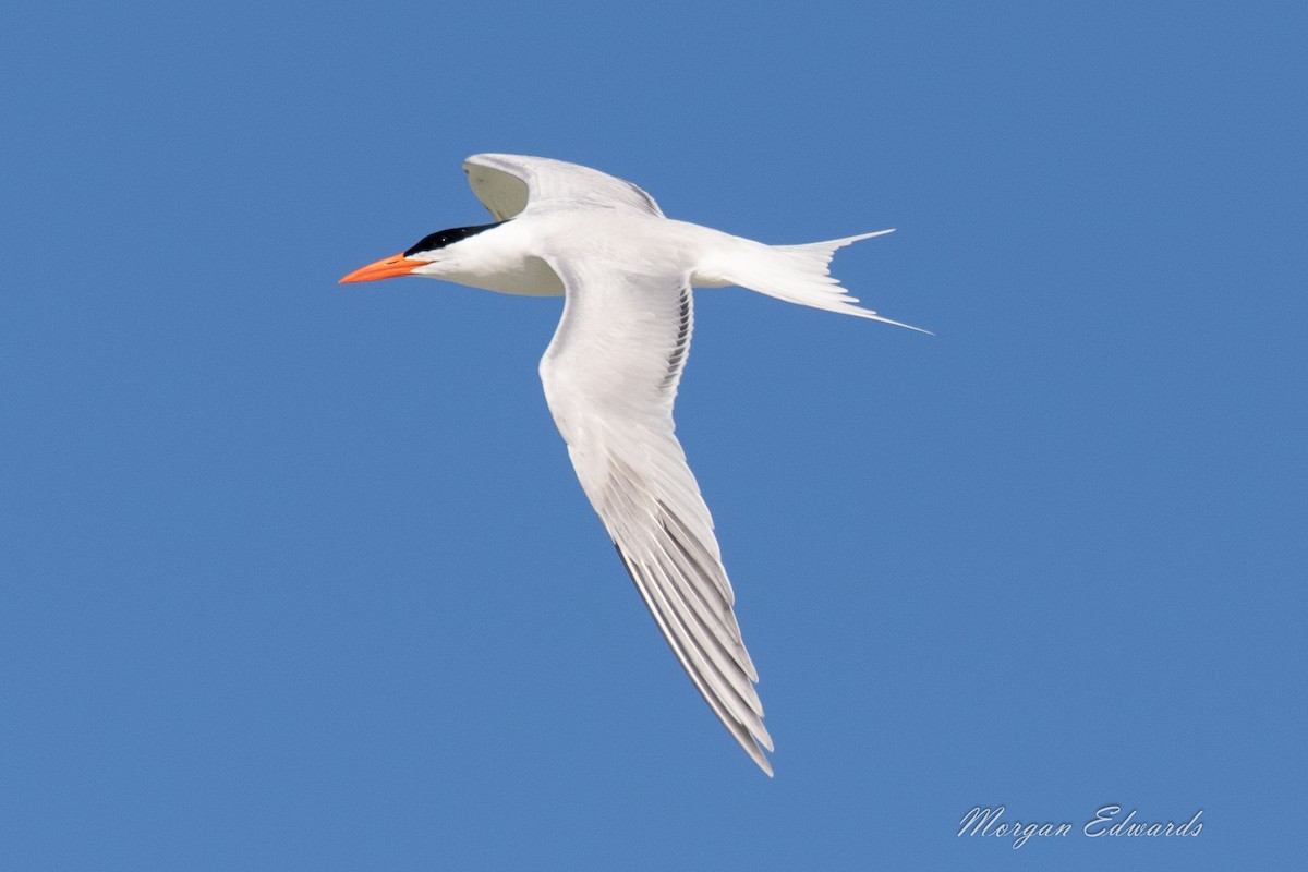 Royal Tern - Morgan Edwards