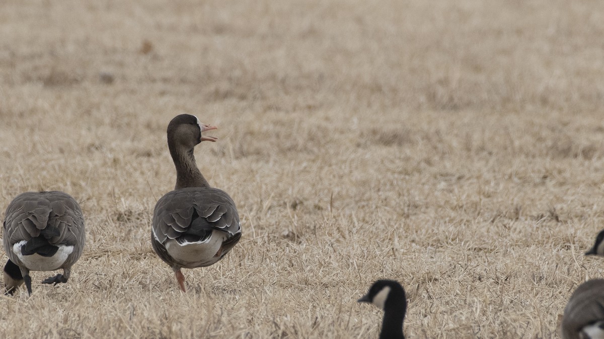 Greater White-fronted Goose - ML143981621