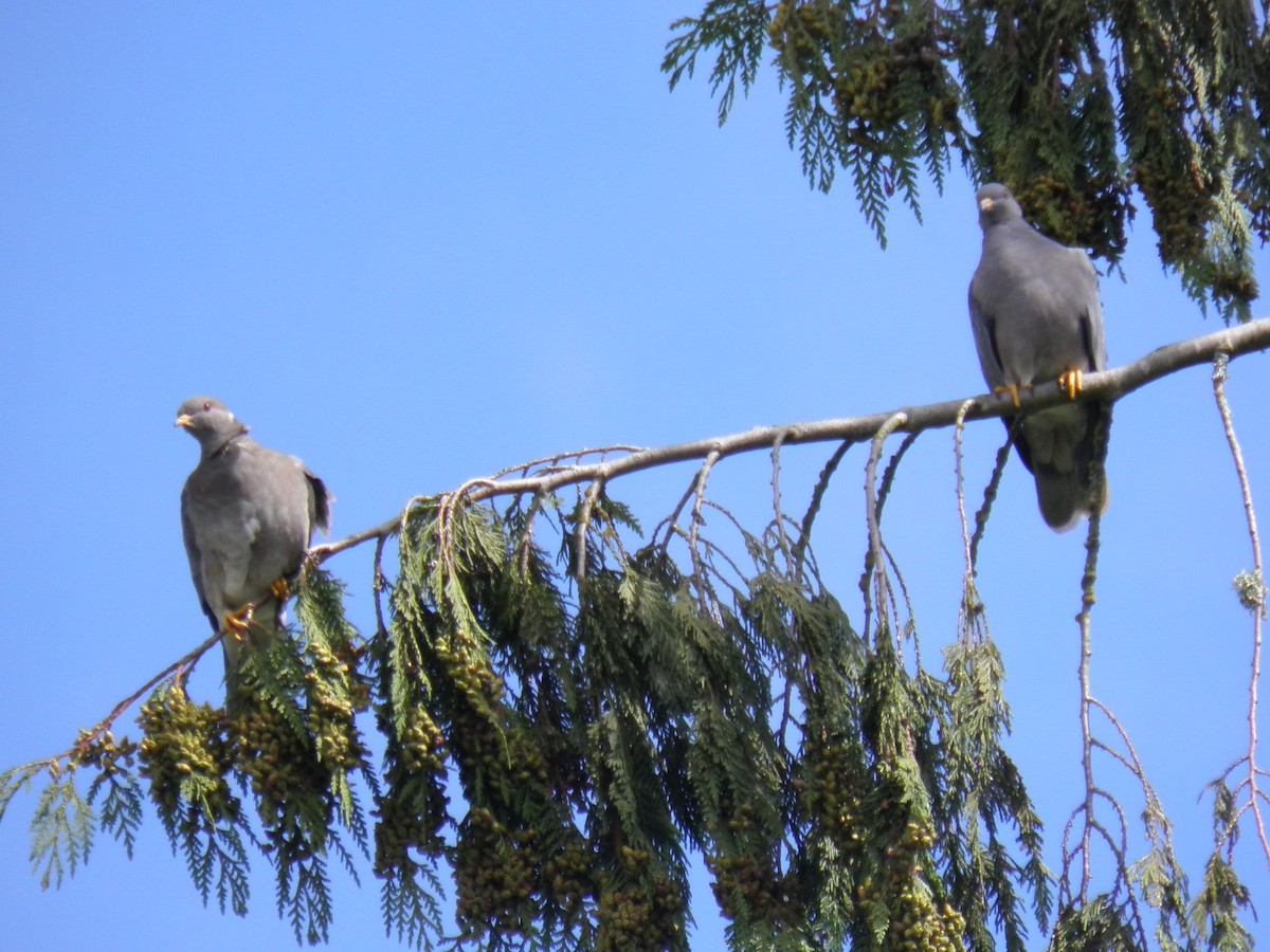 Band-tailed Pigeon - ML143981951