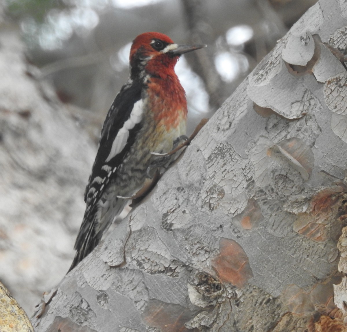 Red-breasted Sapsucker - David Sexton