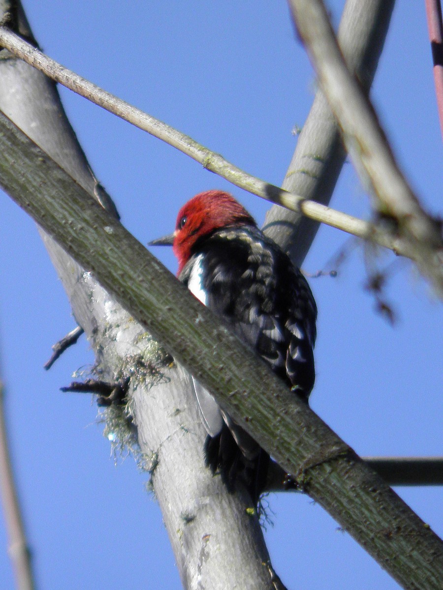 Red-breasted Sapsucker - ML143982811