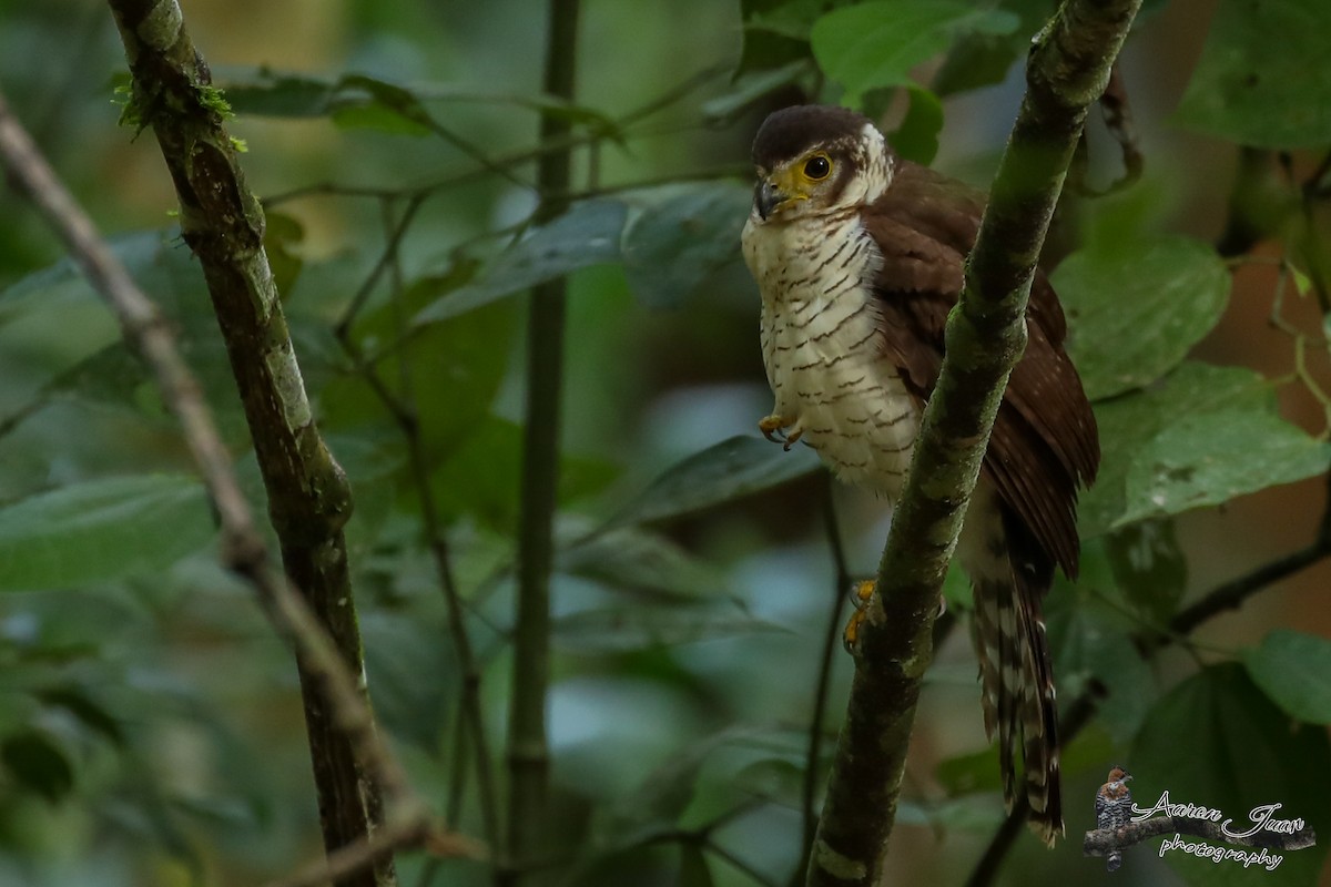 Barred Forest-Falcon - Aaron Juan