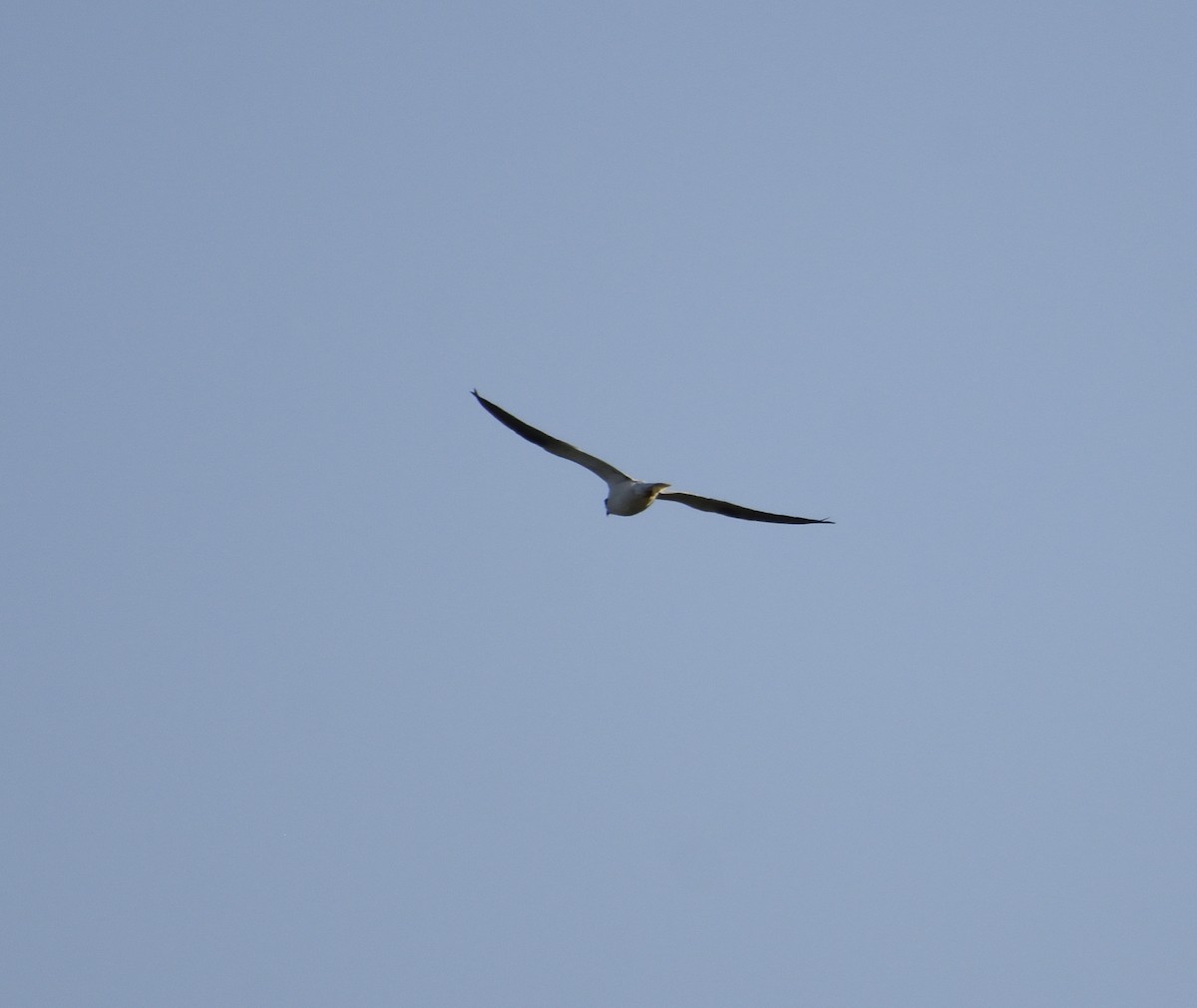 Black-shouldered Kite - ML143985541