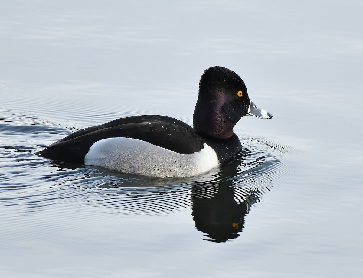 Ring-necked Duck - ML143986191