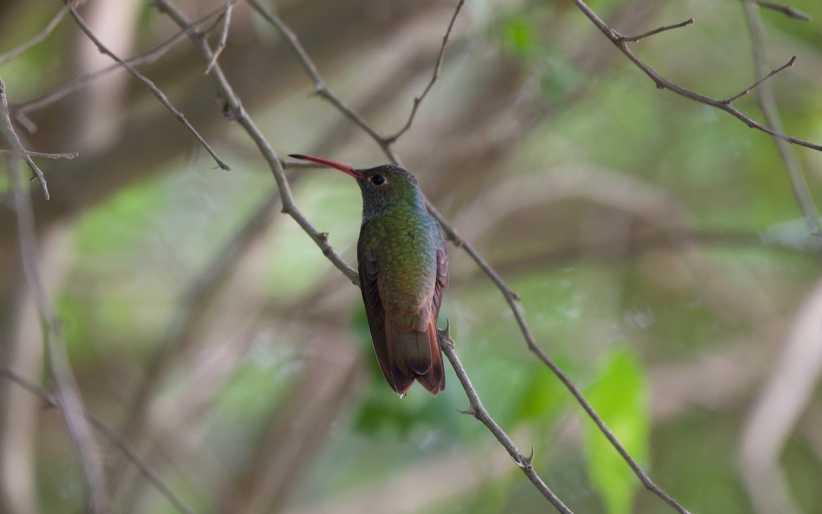 Buff-bellied Hummingbird - Ulysses Ortiz