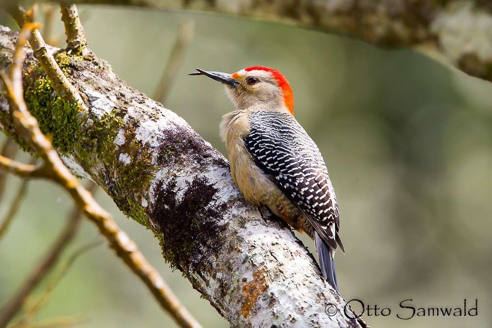 Golden-fronted Woodpecker (Velasquez's) - Otto Samwald
