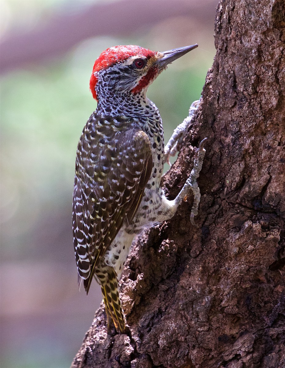 Nubian Woodpecker - ML143990571