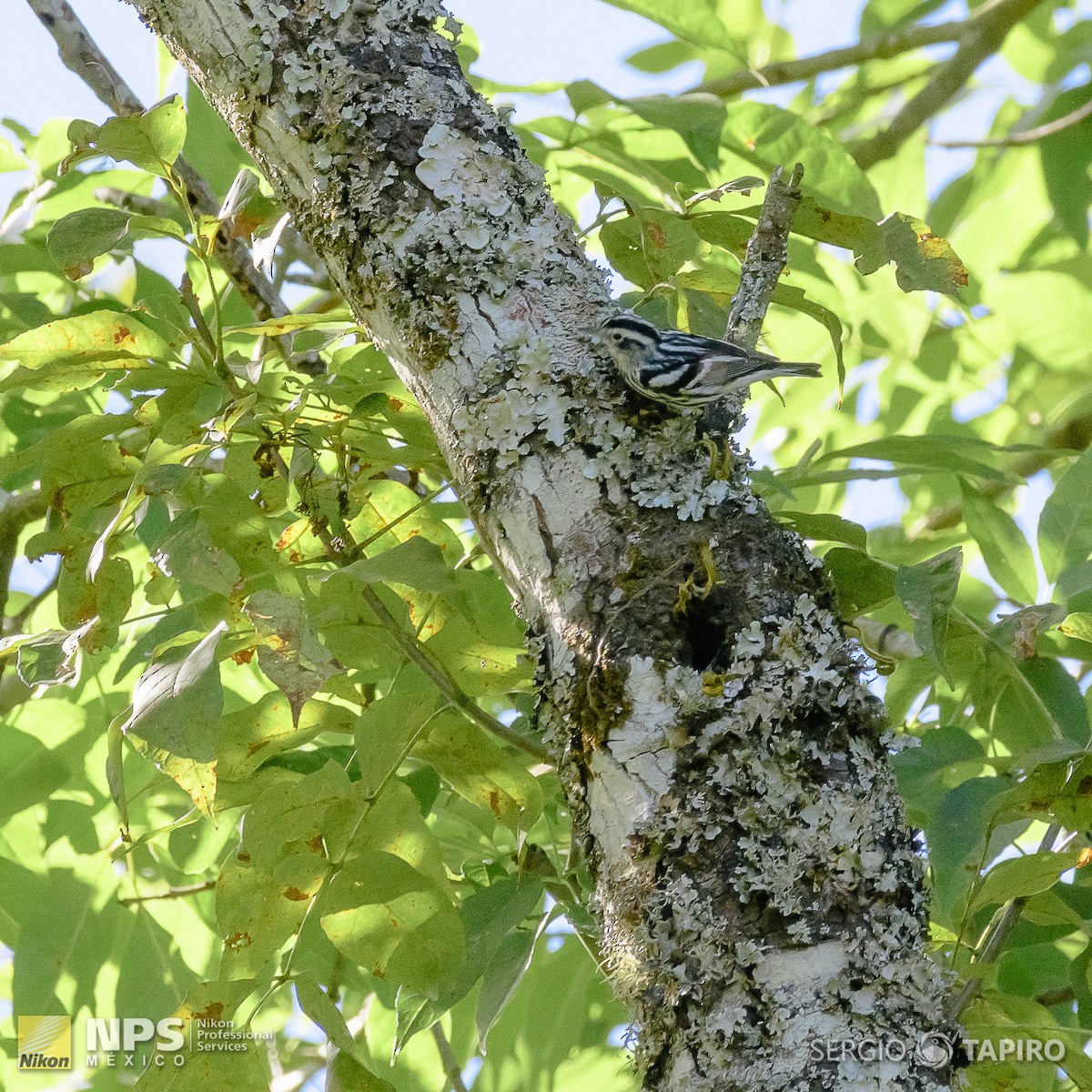 Black-and-white Warbler - ML143992001