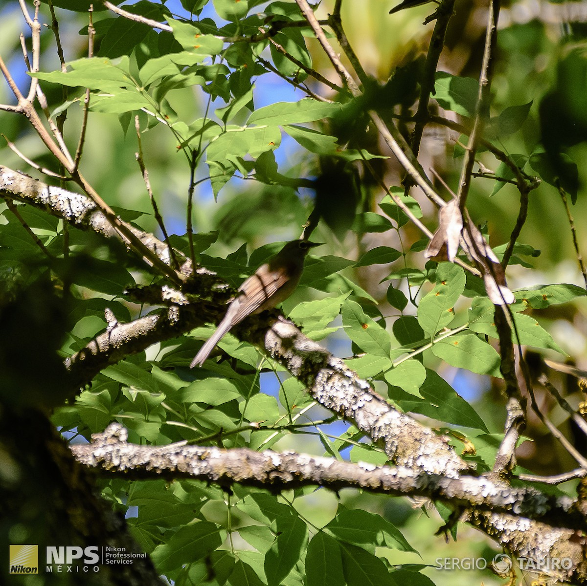 Brown-backed Solitaire - ML143992071