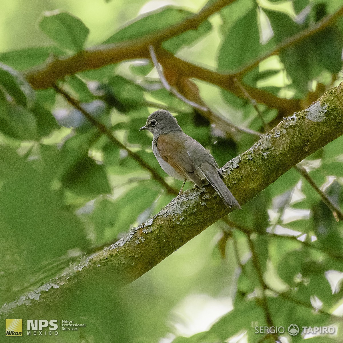 Brown-backed Solitaire - ML143992081