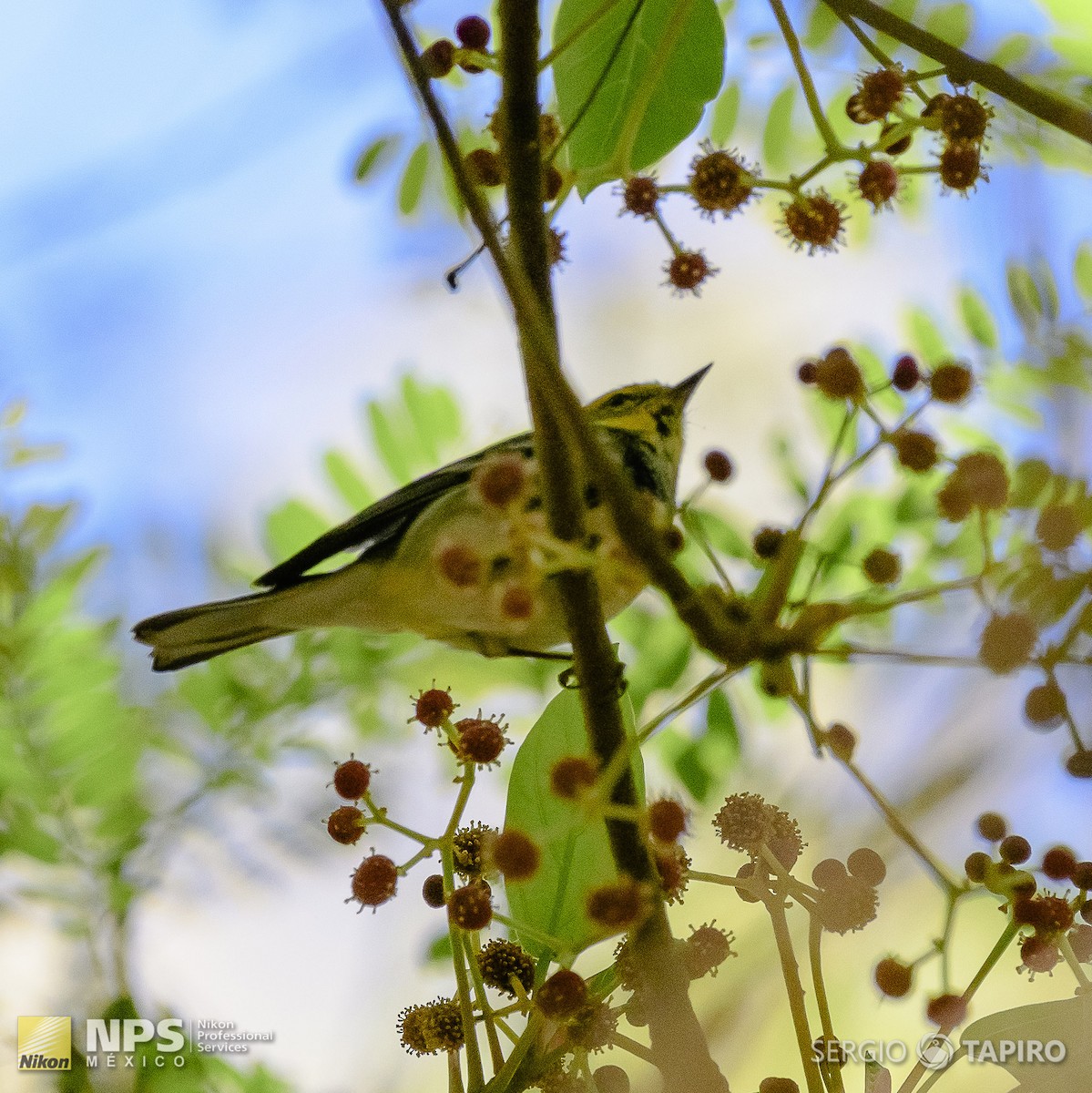Black-throated Green Warbler - ML143992641