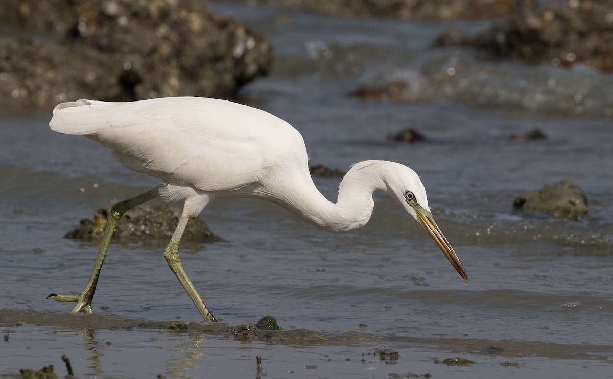 Chinese Egret - Dave Bakewell