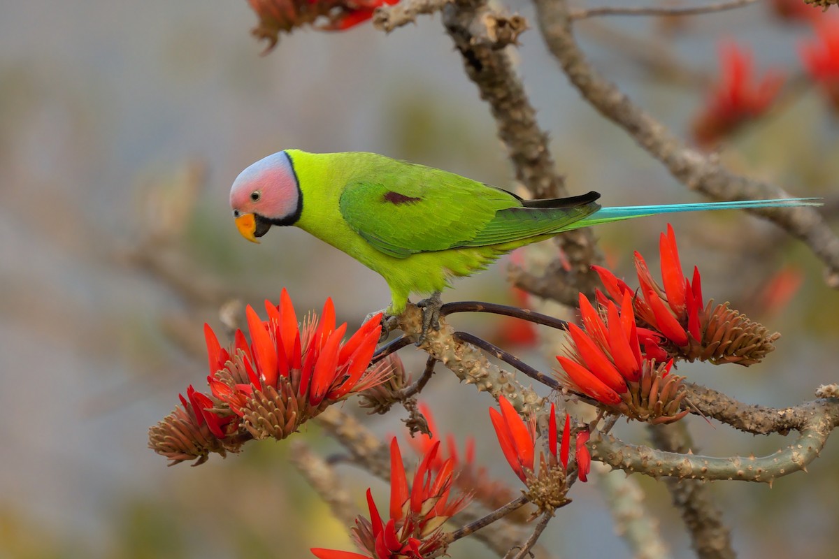 Blossom-headed Parakeet - Abdul Mazid Shah