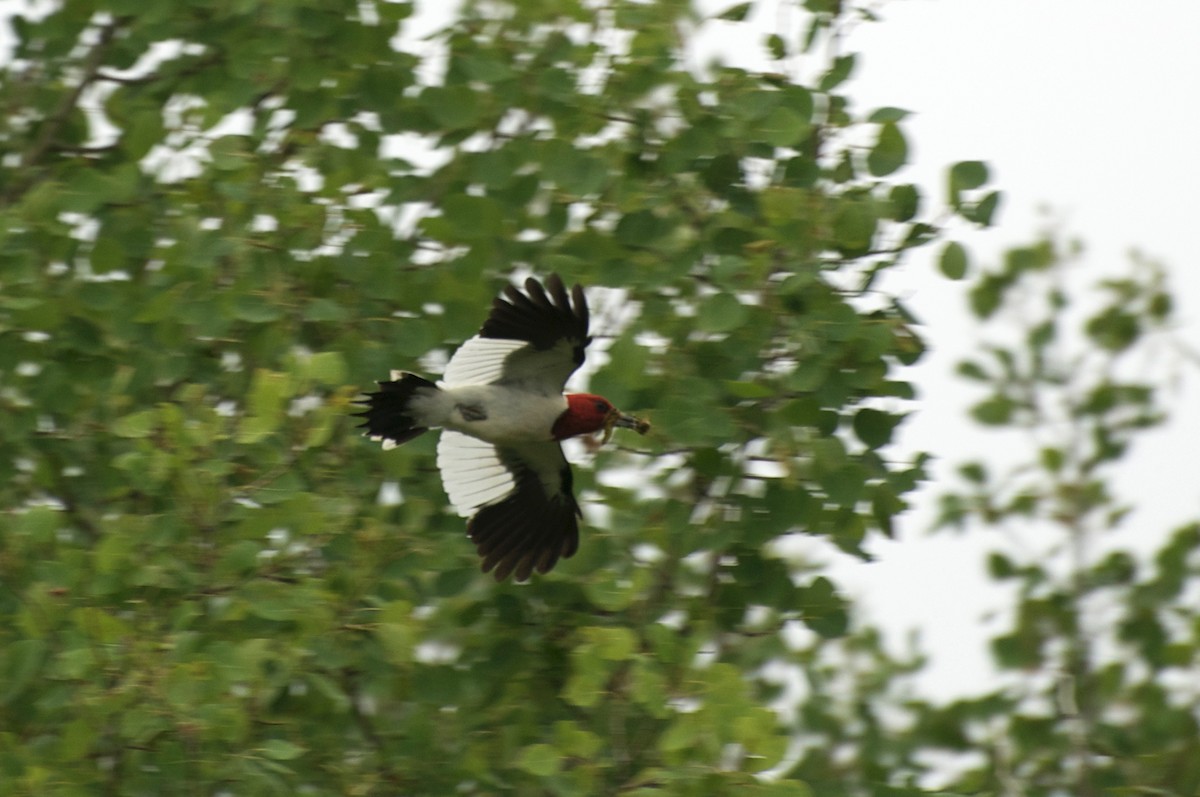 Red-headed Woodpecker - Reid Hildebrandt
