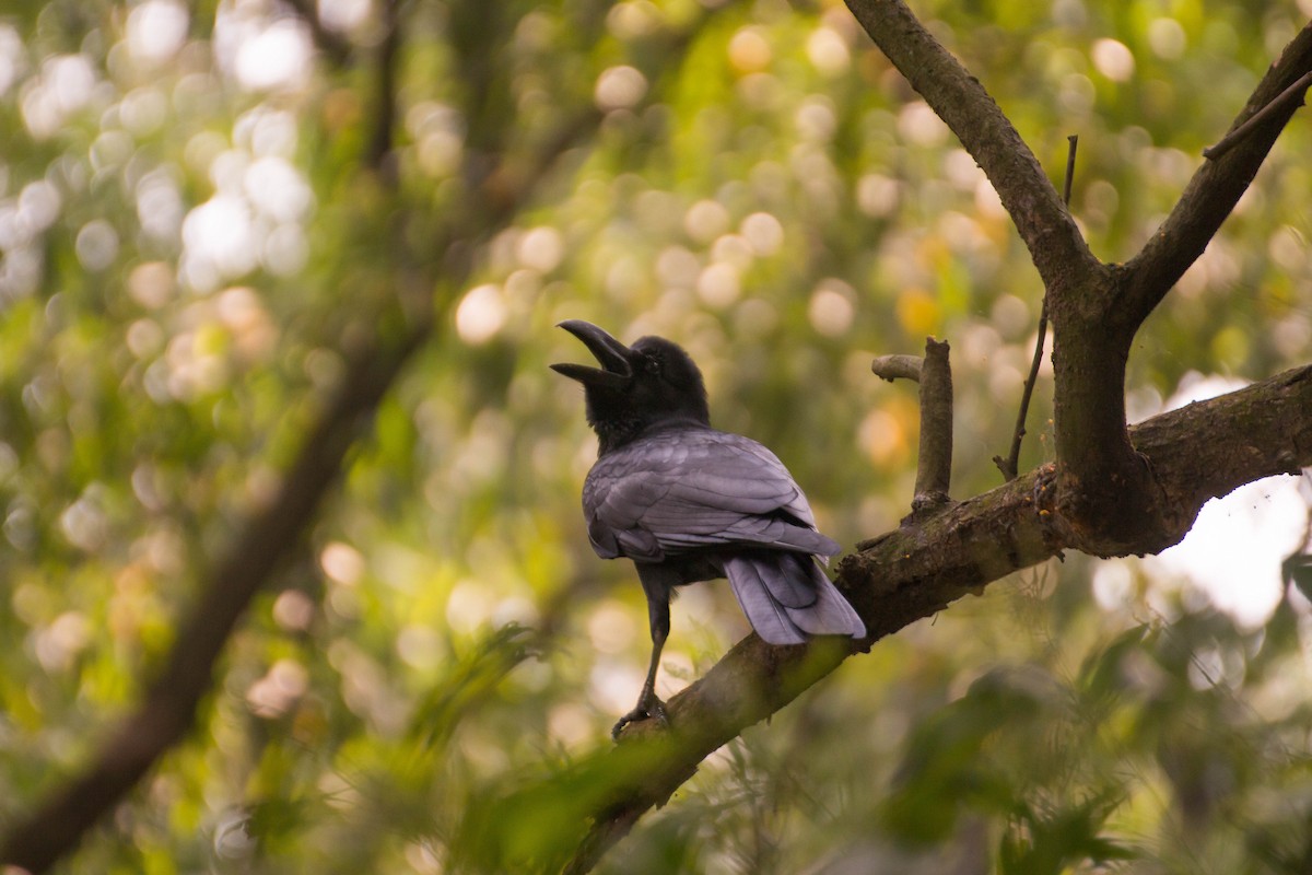 Large-billed Crow - Zaber Ansary -BirdingBD Tours