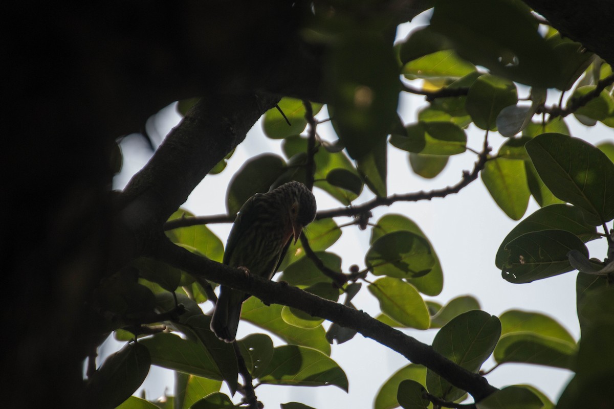 Chestnut-tailed Starling - Zaber Ansary -BirdingBD Tours