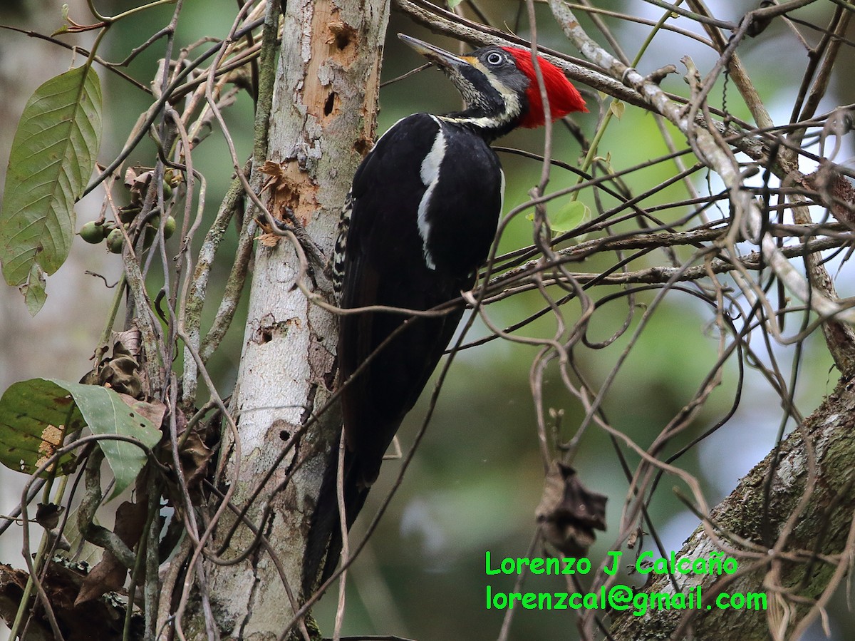 Lineated Woodpecker - Lorenzo Calcaño