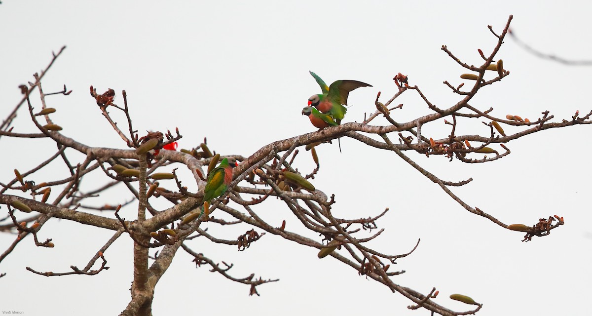 Red-breasted Parakeet - ML143995371