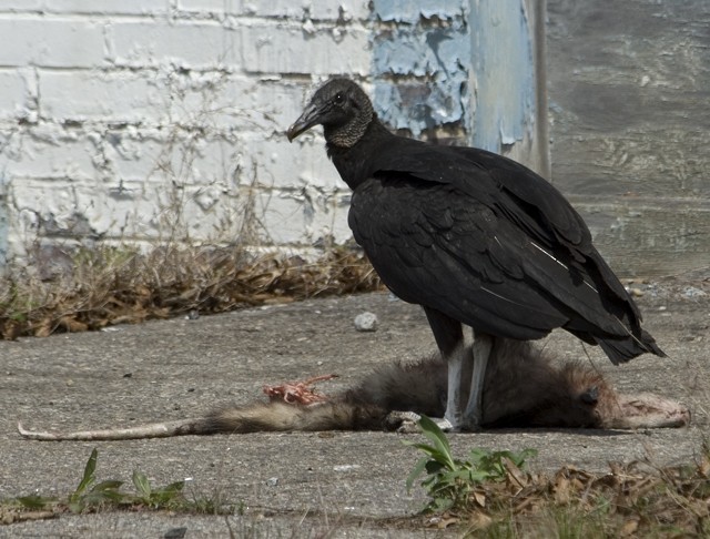 Black Vulture - Martin Wall