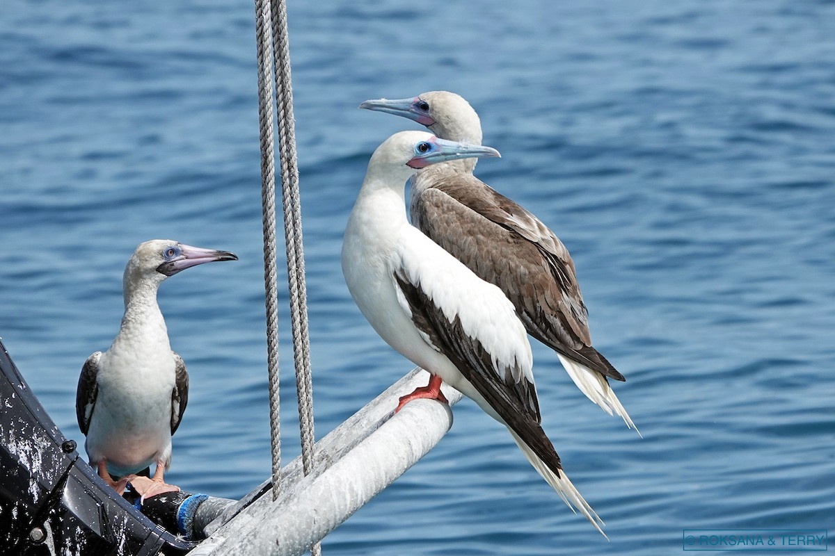 Red-footed Booby - ML143998971