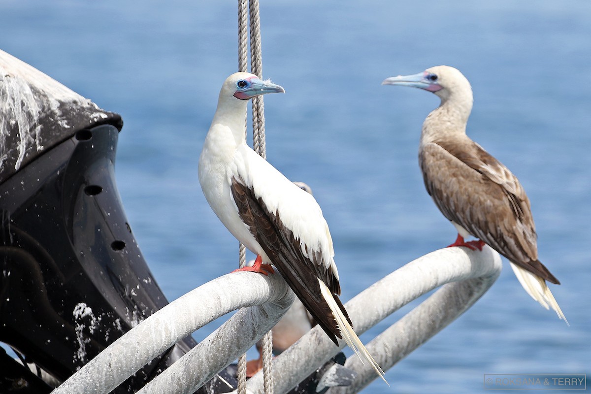 Red-footed Booby - ML143998981