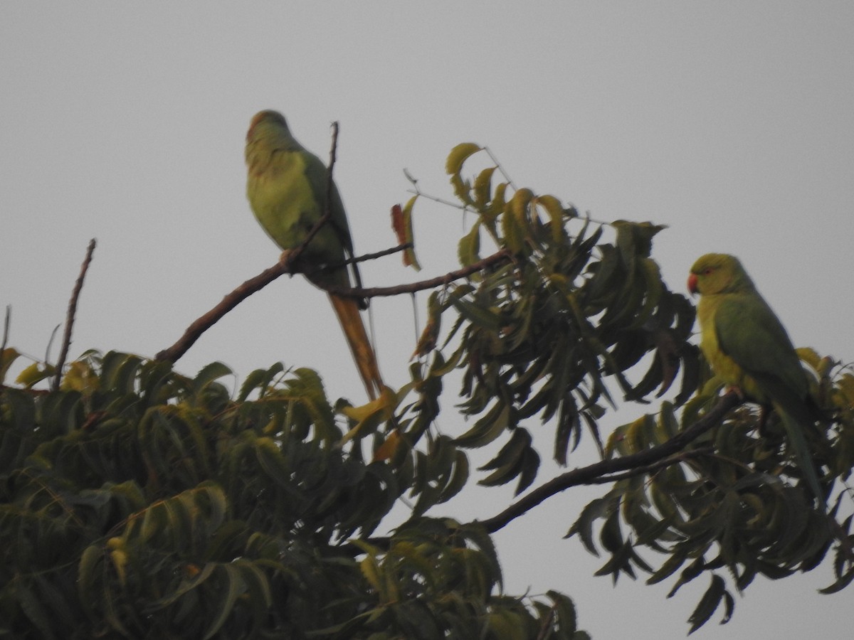 Rose-ringed Parakeet - Suyash Sawant
