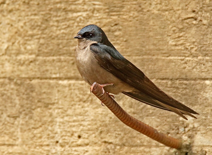 Brown-bellied Swallow - Roger Ahlman