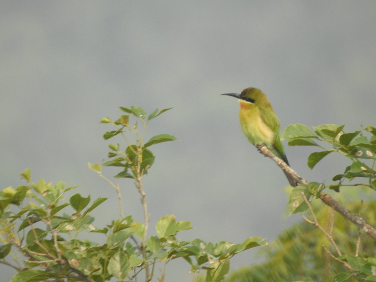 Blue-tailed Bee-eater - Suyash Sawant