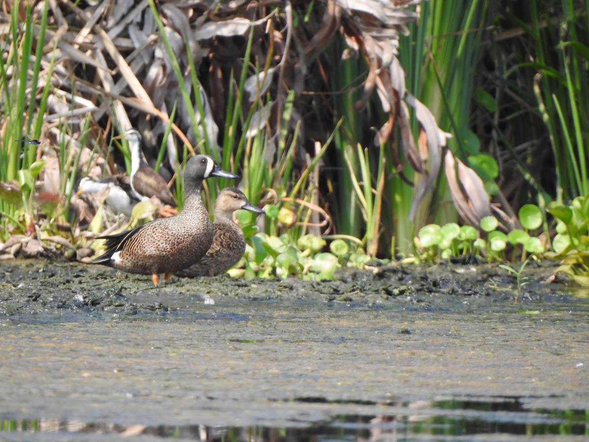 Blue-winged Teal - ML144002691
