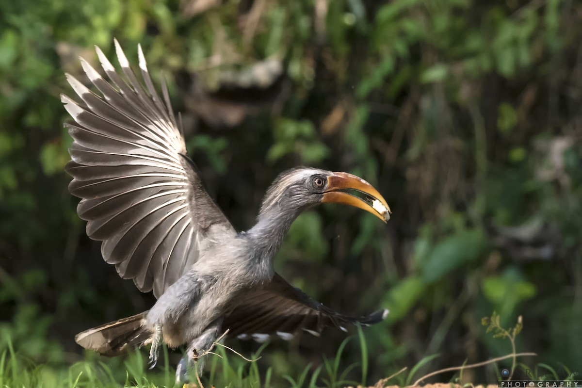 Malabar Gray Hornbill - Sriram Reddy