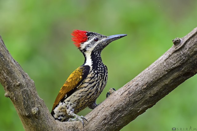 Black-rumped Flameback