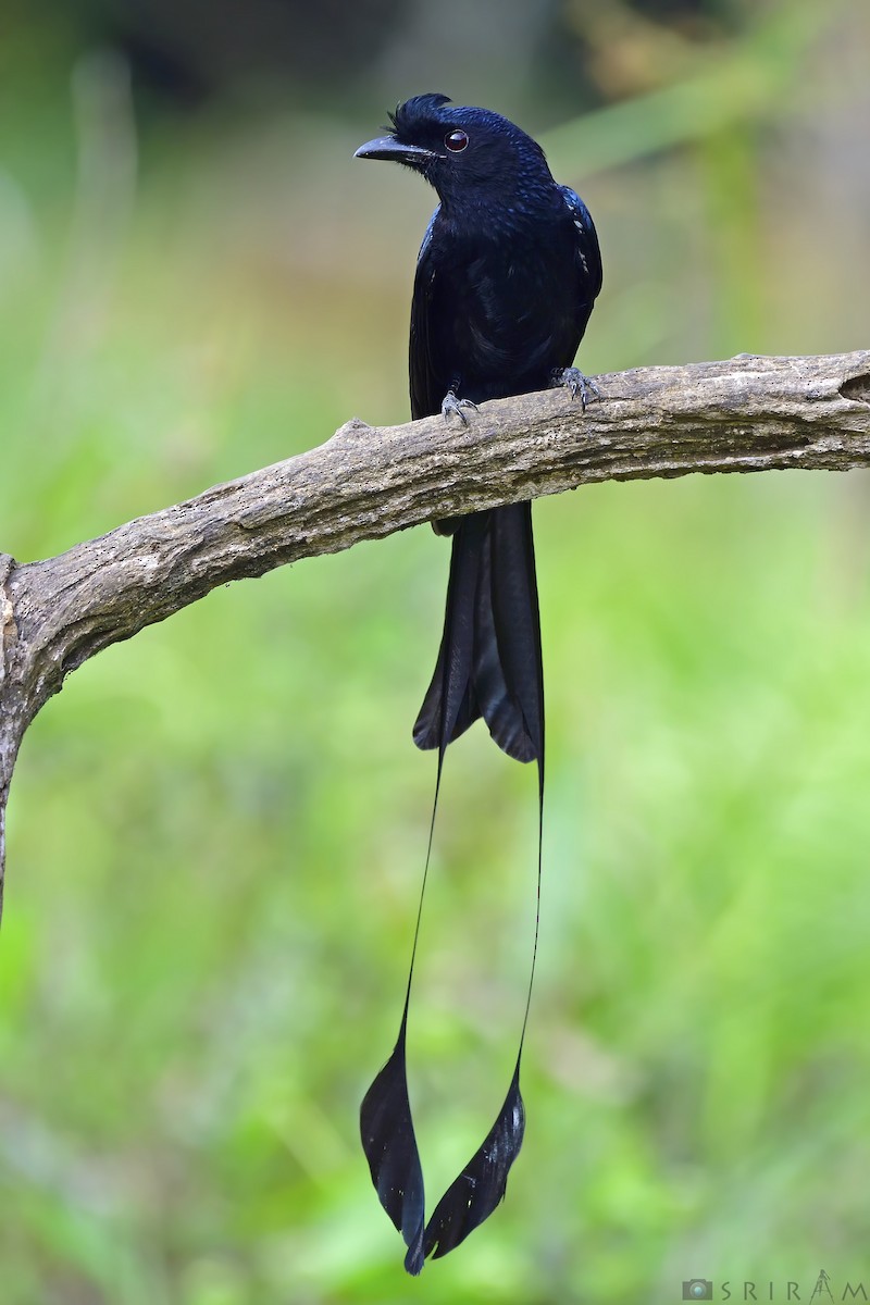 Greater Racket-tailed Drongo - ML144002971