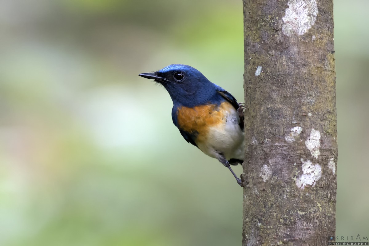 Blue-throated Flycatcher - Sriram Reddy