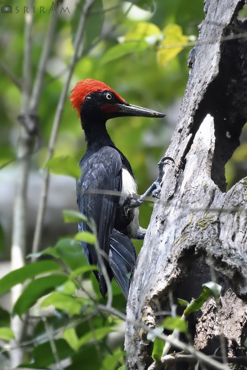 White-bellied Woodpecker - Sriram Reddy