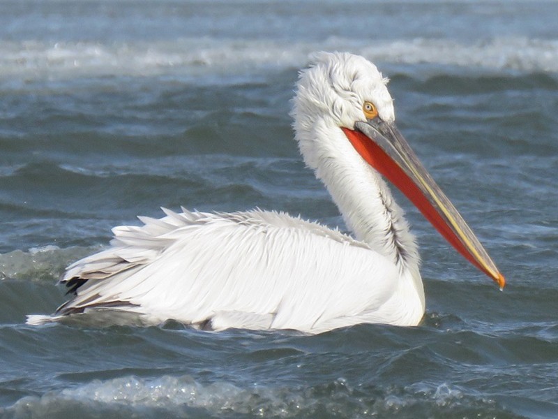 Dalmatian Pelican - Manu Santa-Cruz