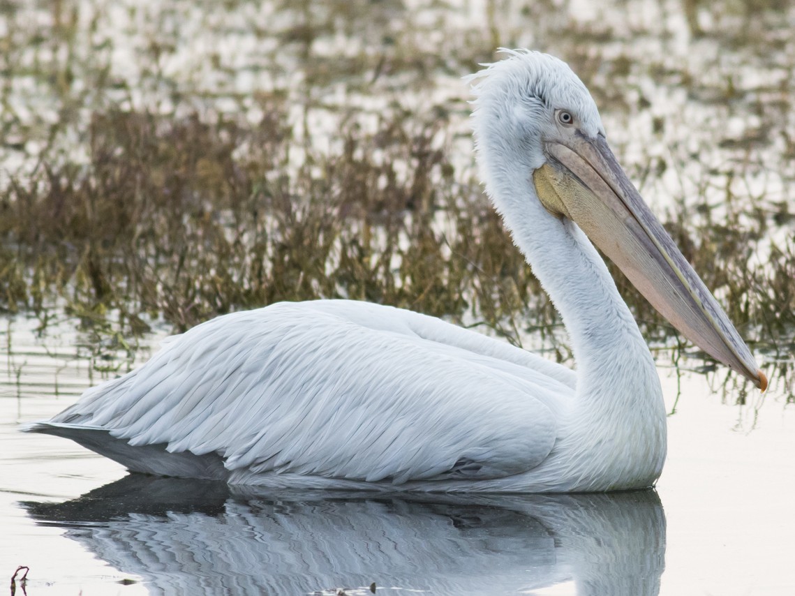 Dalmatian Pelican - Tom Johnson