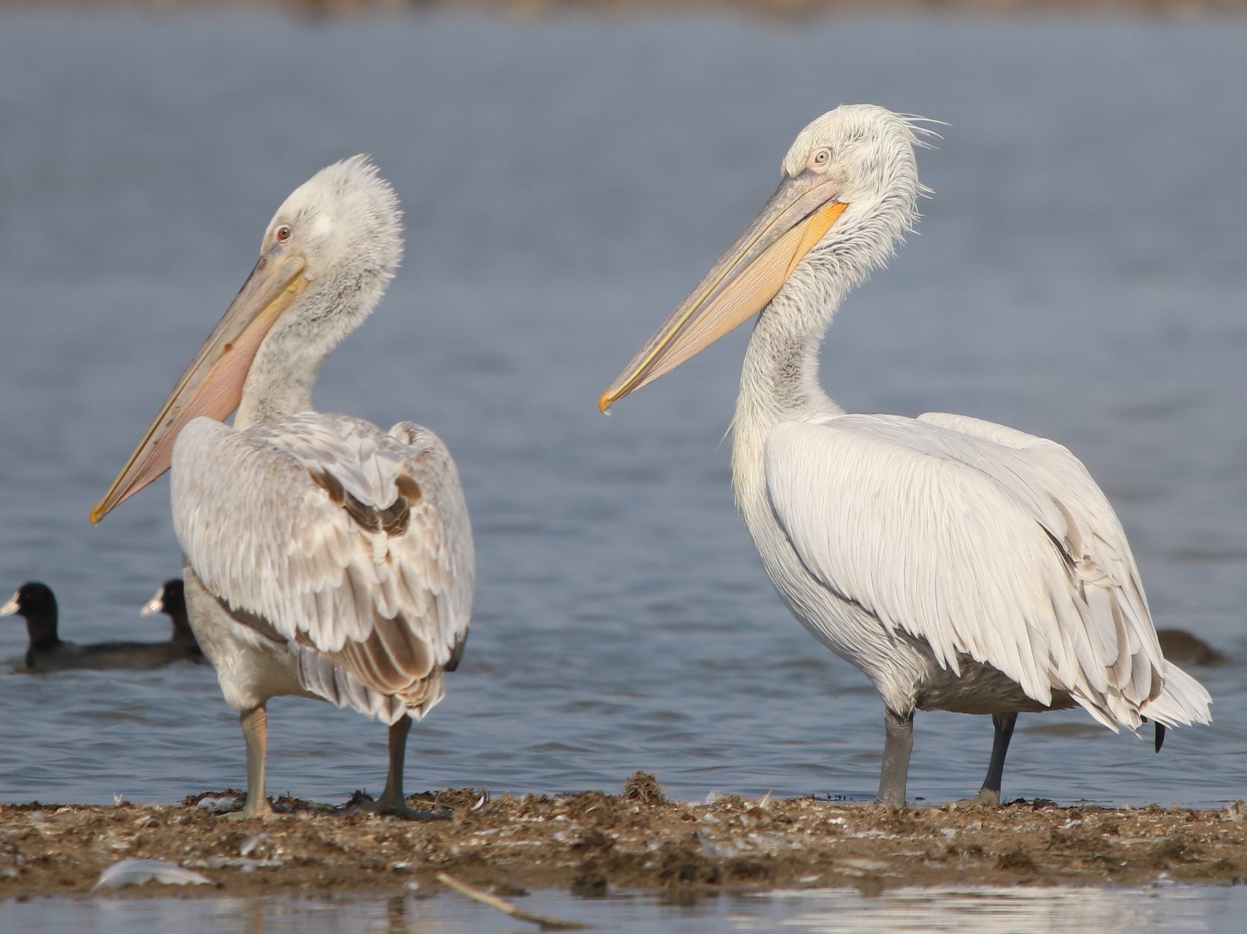 Dalmatian Pelican - Bhaarat Vyas