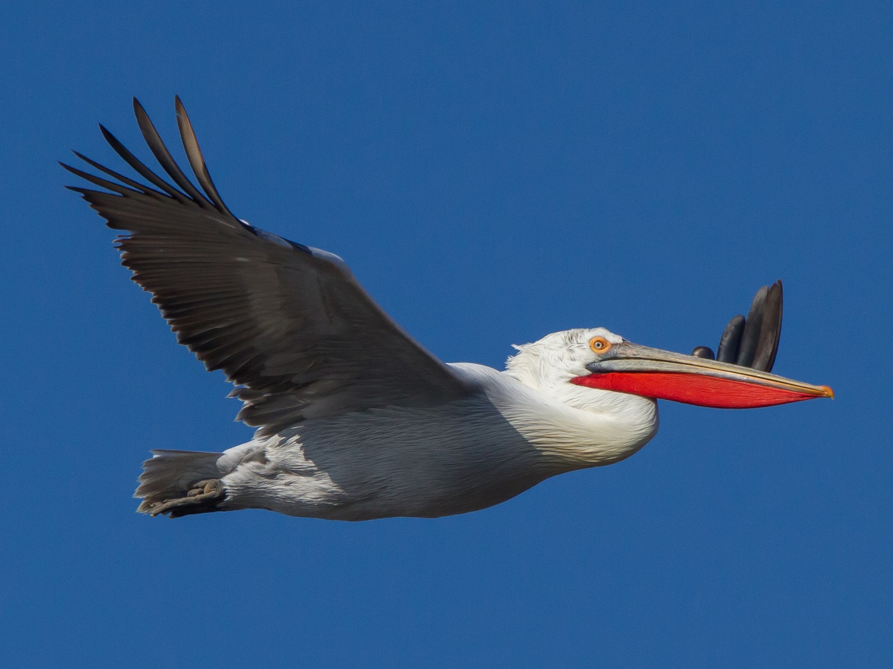 Dalmatian Pelican - Oree Efroni Naor