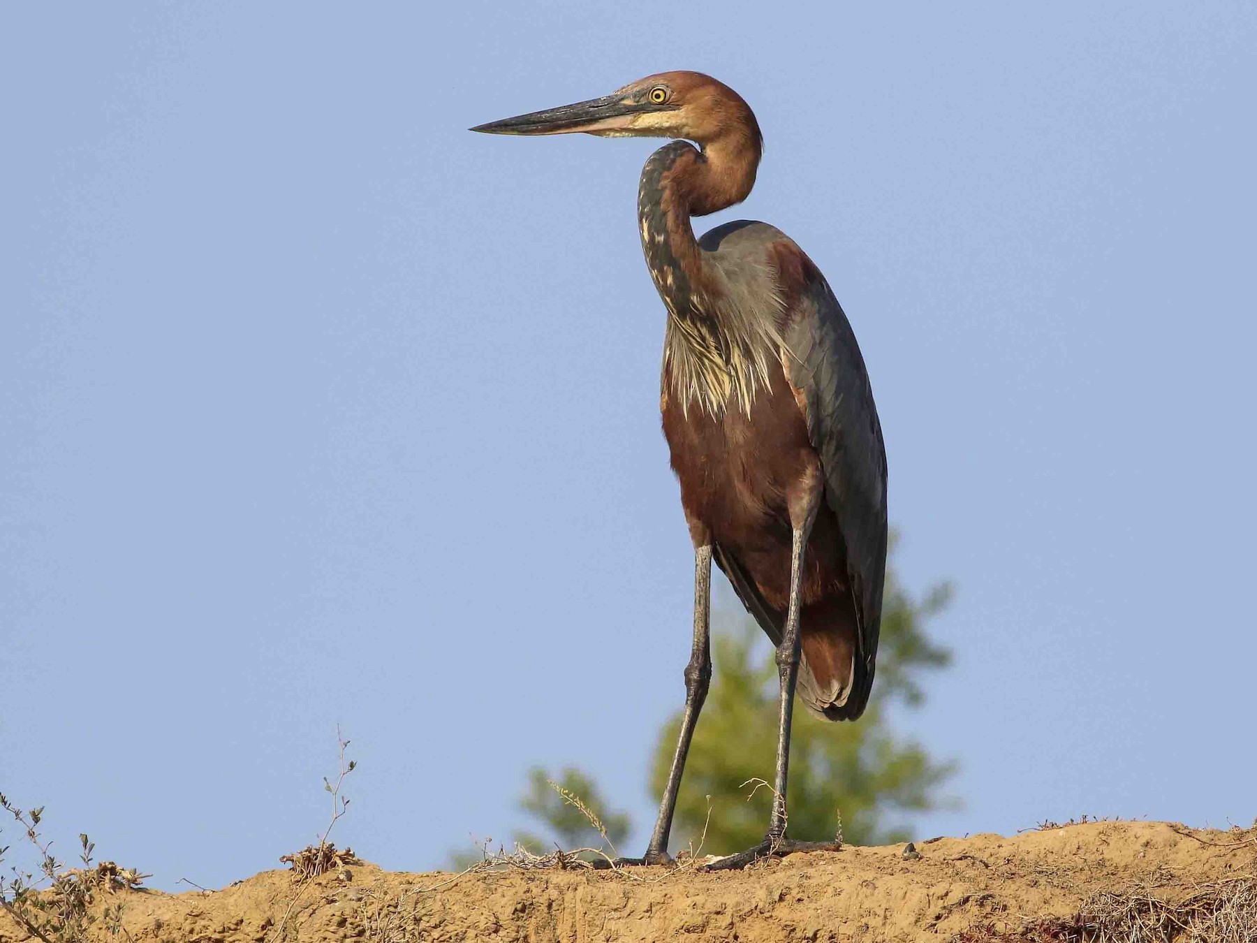 Goliath Heron - Charmaine Anderson