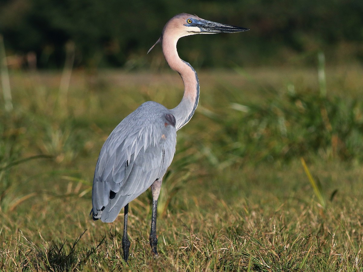 Goliath Heron - Ardea goliath - Birds of the World